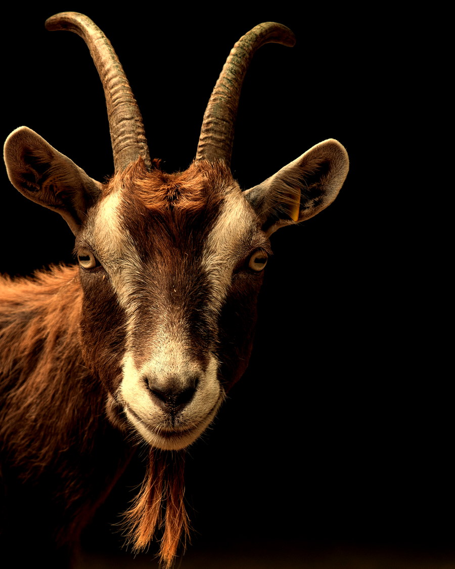 Close portrait of a goat at KG Goat Farm
